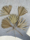 Large Natural Sun Palms// (5 stem Bundle)) // Naturally Grown and Preserved // Wedding Flowers // Dried Palms Assorted Sun Palms - CaliforniaFlowerGrowers.com